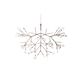 Heracleum Copper On